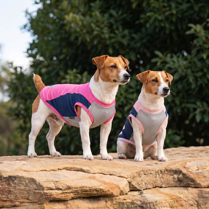 Two dogs wearing UPF 50+ shirt for dogs standing on a rock with a natural background
