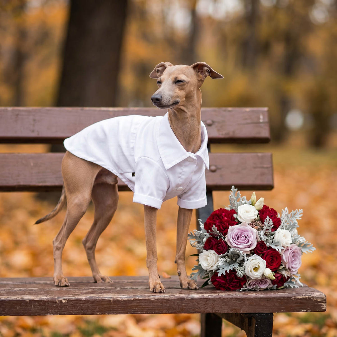 Dog in a white dog tshirt standing on a bench with a bouquet of flowers in an autumn setting