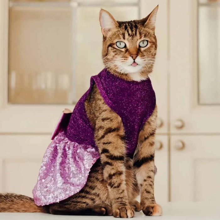 cat winter dress Cat Clothes, Dog Clothes, Warm Sweater for Winter Christmas, Cute Cool Pet Dog Puppy Fashion Costume Cosplay Dress Up