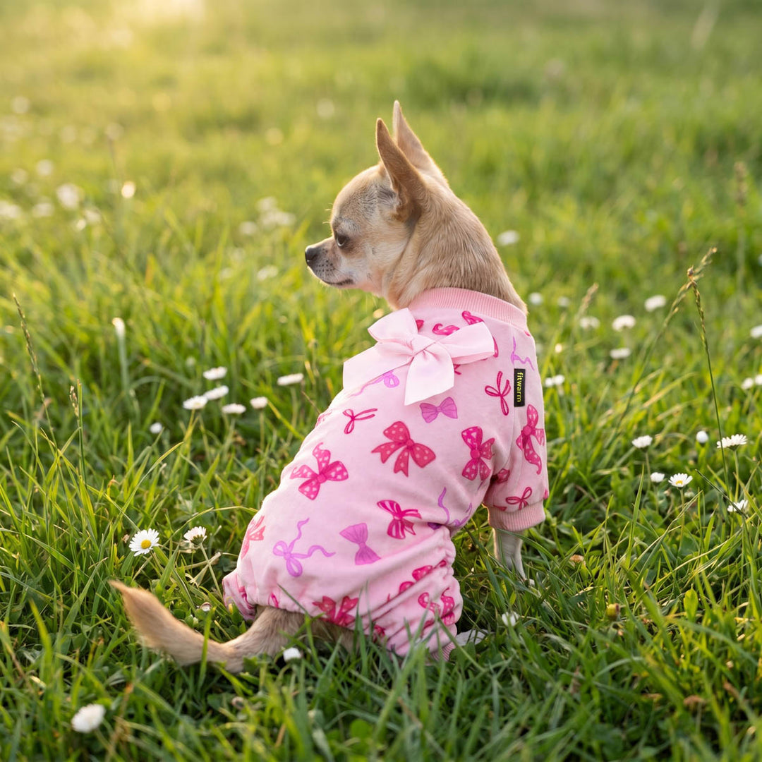 Chihuahua wearing a pink bow dog pajamas and sitting on the grass