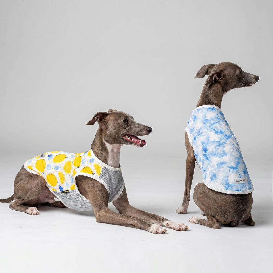 Italian Greyhound sitting in a white background with a lightweight dog uv shirt