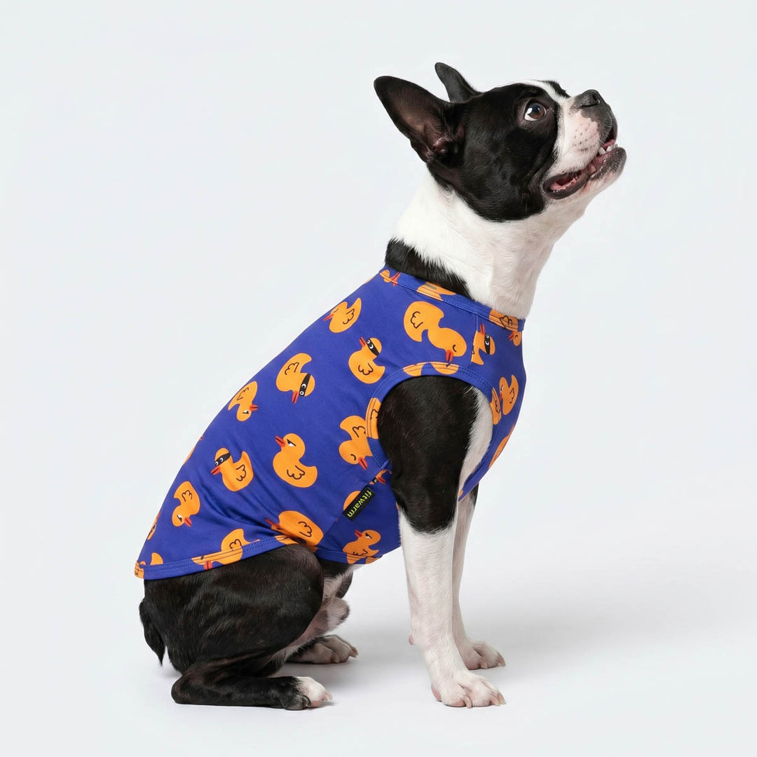 Boston Terrier sitting on a white background with a cute shirt for dogs in duck prints