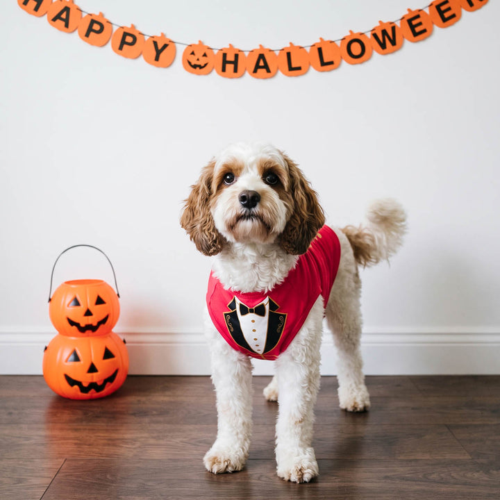 Small dog standing indoors with a Halloween themed background with a ringmaster themed dog costume