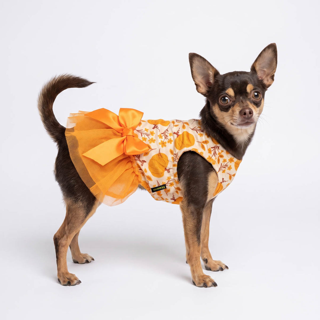 Small black and tan dog wearing a bright orange and white floral dog tulle dress with a large orange tutu skirt and bow, standing against a plain white studio background