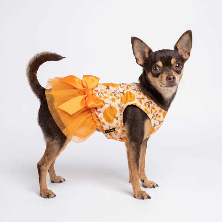 Small black and tan dog wearing a bright orange and white floral dog tulle dress with a large orange tutu skirt and bow, standing against a plain white studio background
