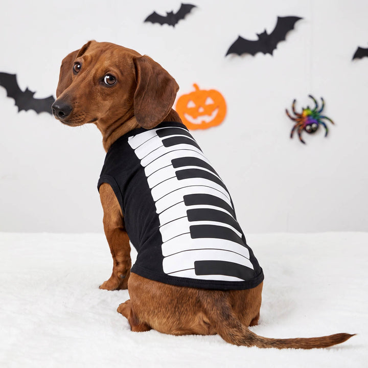 Dachshund sitting on a white background decorated by bat, spider, and Jack-o'-Lantern with a piano dog costume