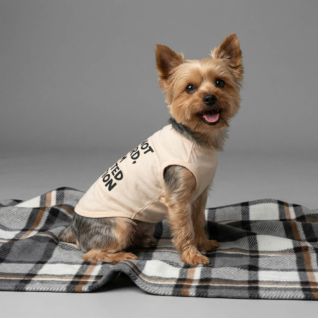 Yorkie sitting on a blanket and wearing a lightweight dog tshirt