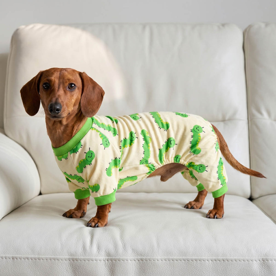 Dachshund standing on the sofa with a funny caterpillar dog onesie