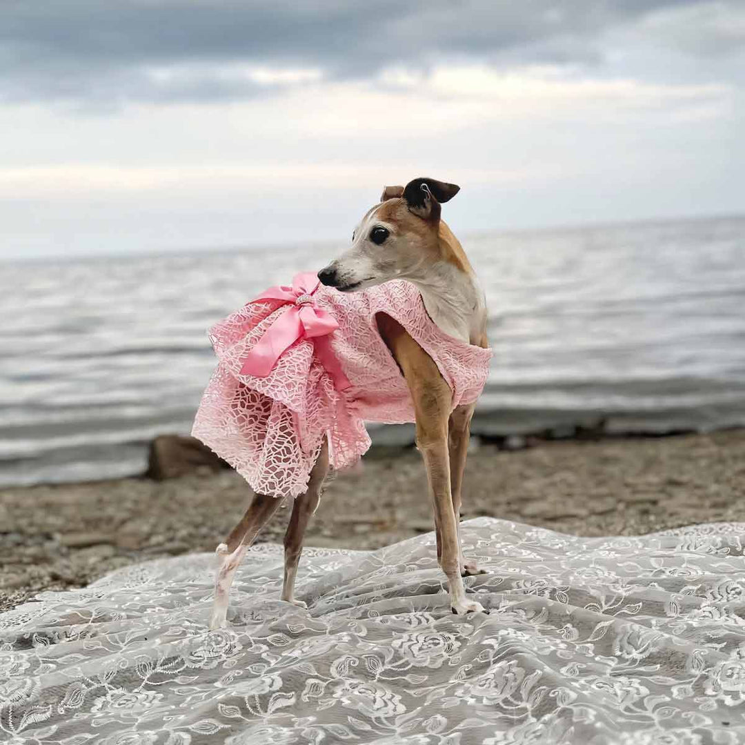 Pink Tulle Dress for Dogs | Elegant Princess Style - Fitwarm Pink Tulle Dress for Dogs | Elegant Princess Style - Fitwarm