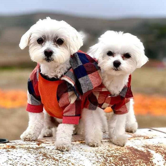 Maltese Dog Clothes - Dog Hoodie - Fitwarm