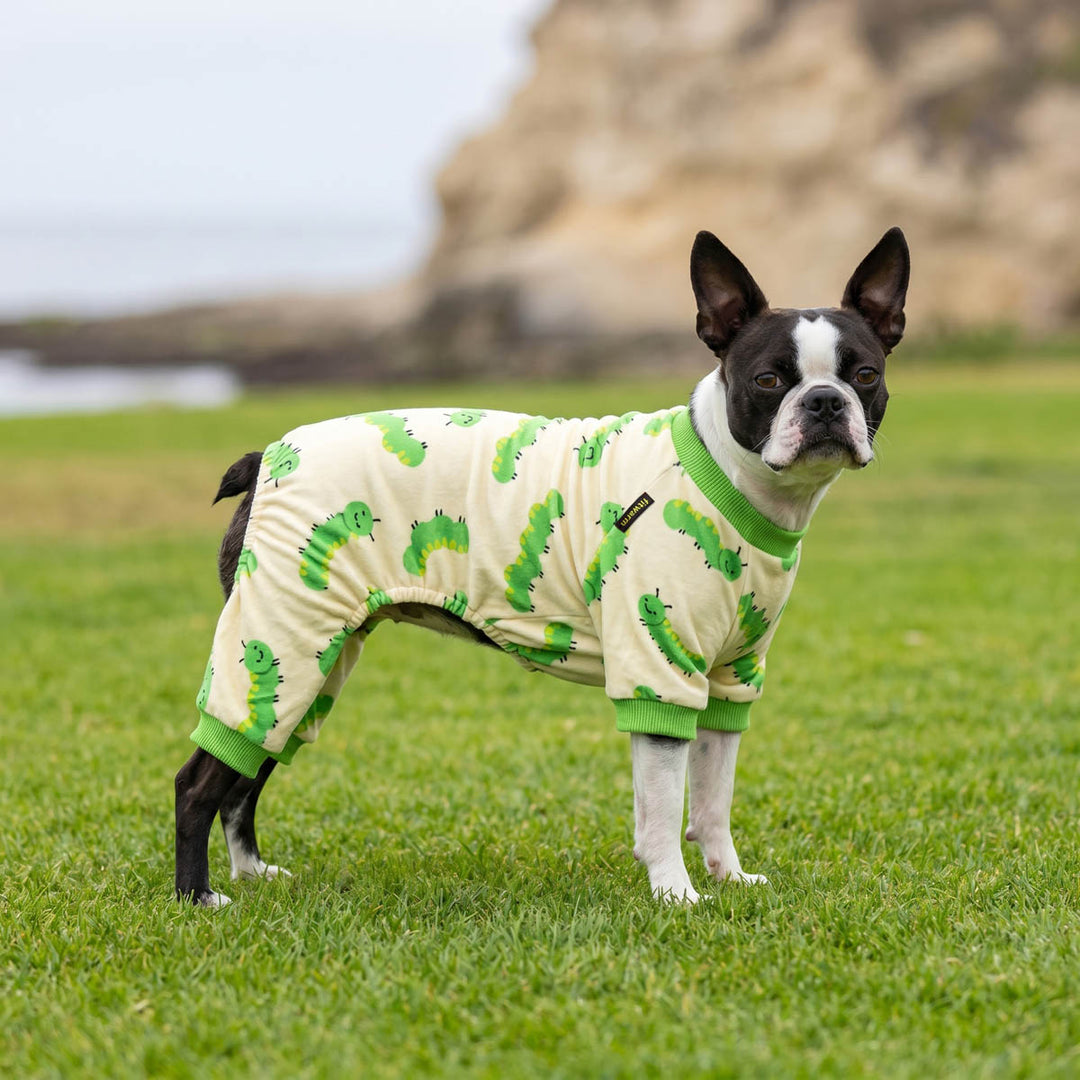 Boston Terrier standing on the grass with a cozy dog pjs in caterpillar prints