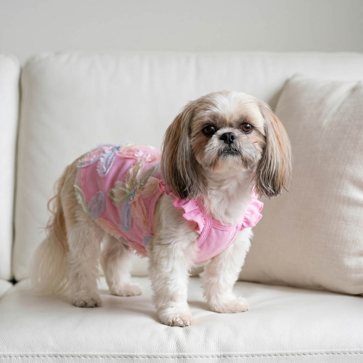 Shih Tzu standing on a sofa with ruffle floral mesh dog shirt