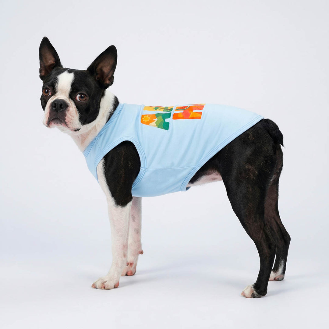 Dog wearing a light blue shirt for dogs with colorful design on a white background