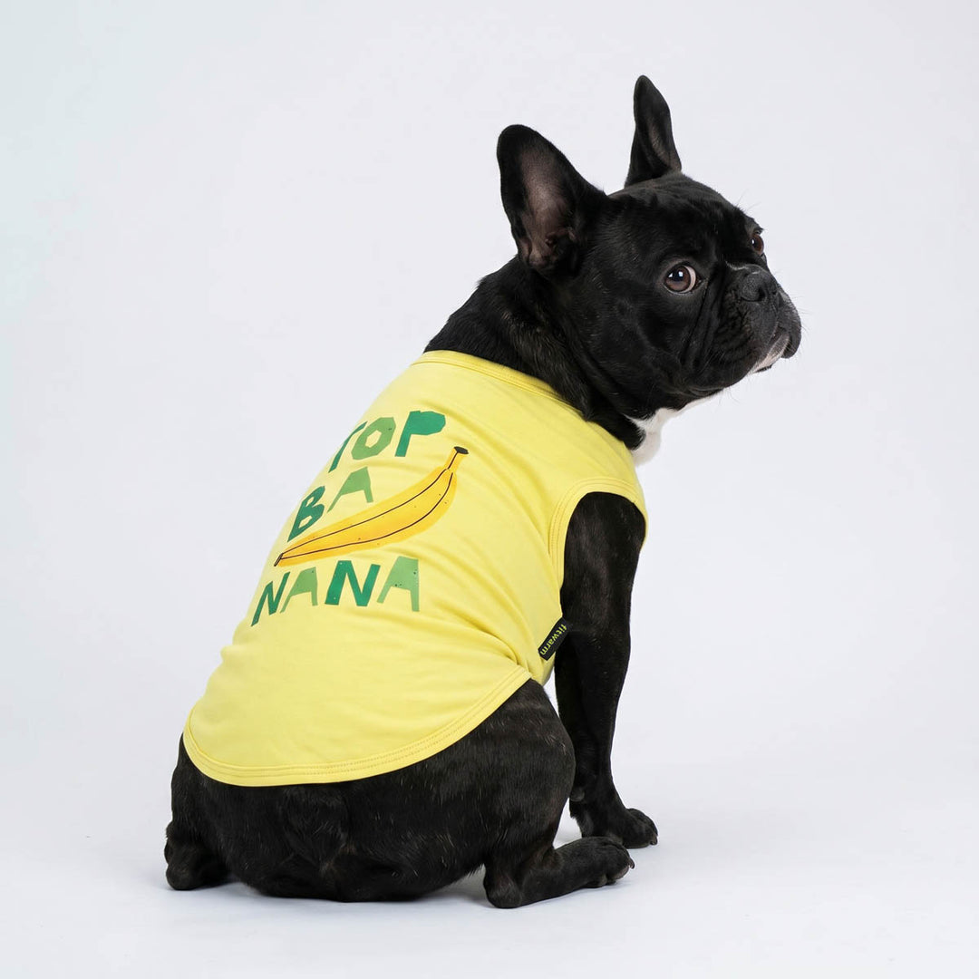 Back view of French bulldog wearing a bright yellow dog t-shirt with lettering 'TOP BANANA' and a banana graphic