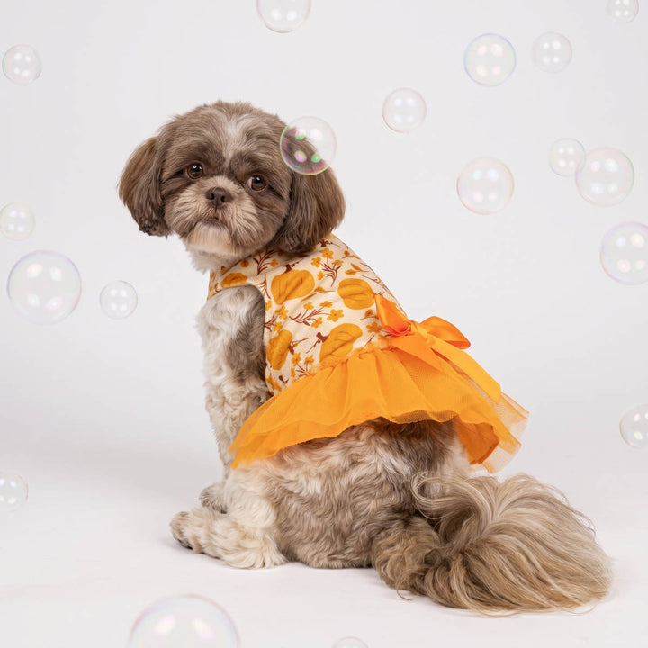 Small fluffy dog wearing a bright orange Thanksgiving dress for dogs with a yellow pumpkin and leaf pattern, sitting against a white studio background with floating bubbles