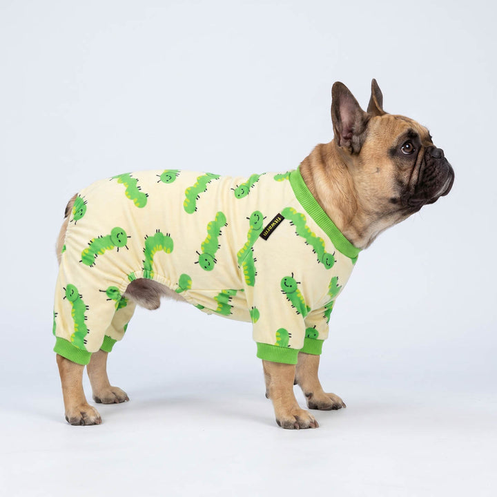 French Bulldog wearing a soft dog pjs in a white background
