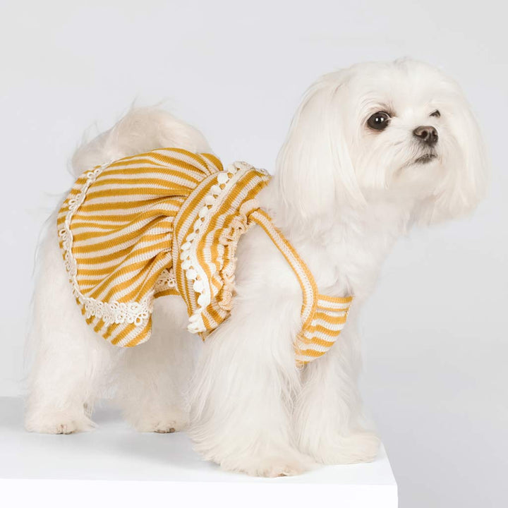  Maltese in a Yellow and White Striped Dress Adorned with Lace Details and Ruffles - Fitwarm Dog Clothes