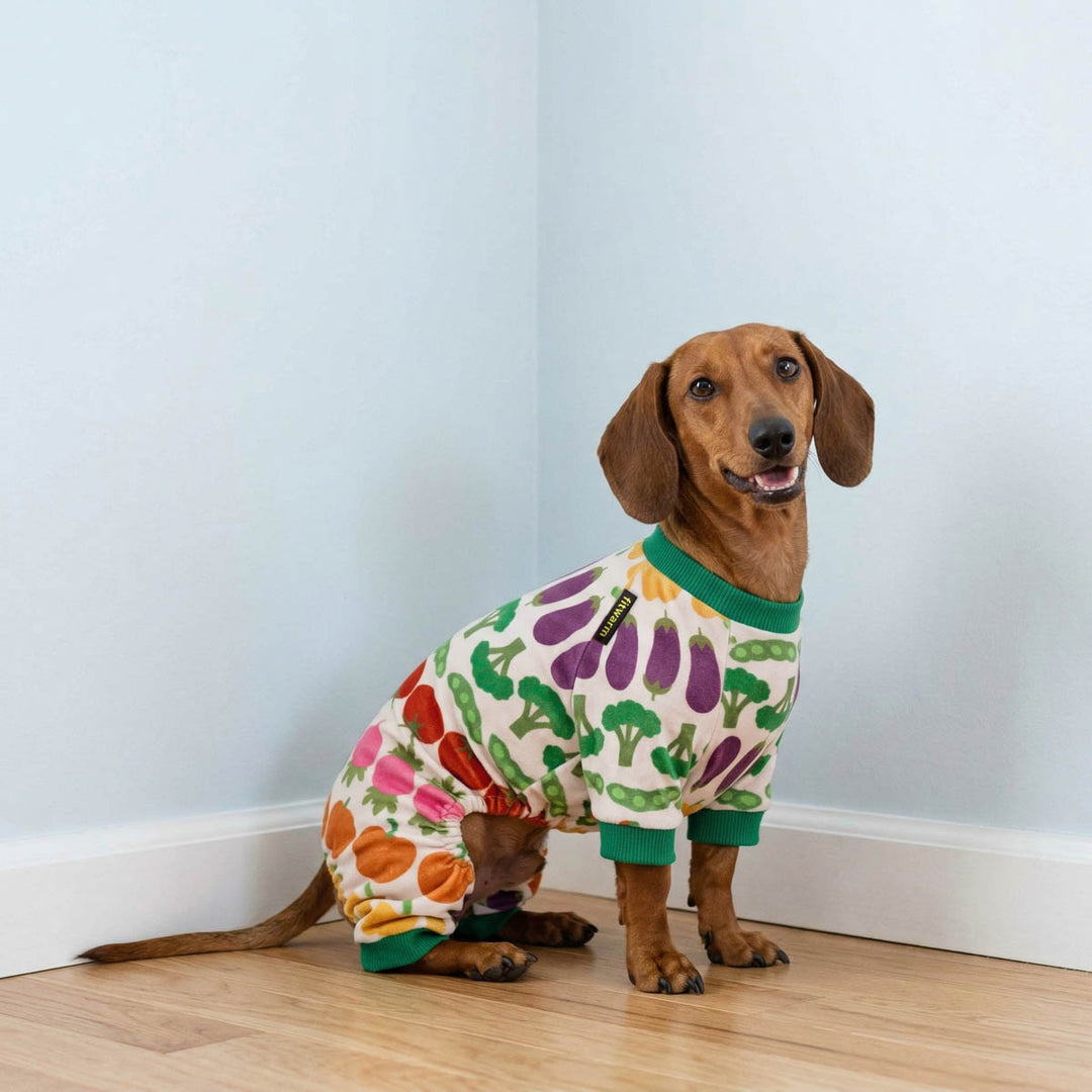 Dachshund sitting on a corner with a vegetable prints dog pjs