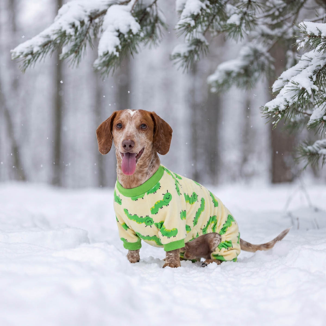 Dachshund wearing a green pajamas for dogs with caterpillar prints in a snowy background