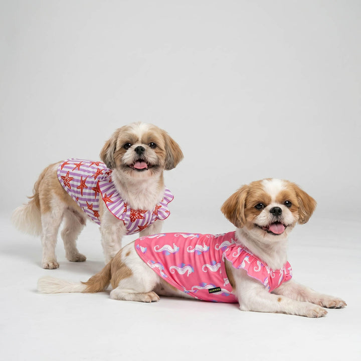 Two small dogs wearing tropical prints dog shirts on a plain background