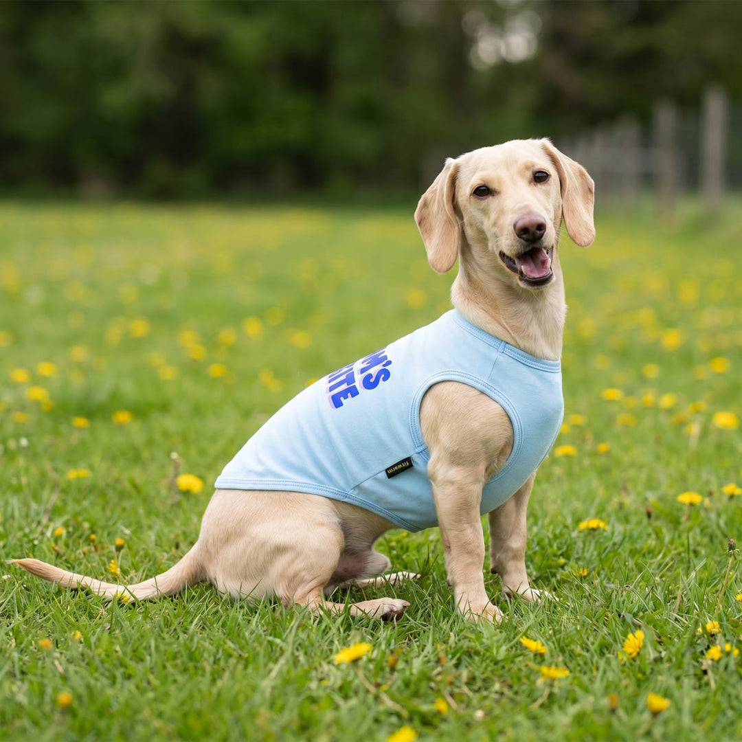 Small dog sitting on the grass in a dog tshirt with lettering