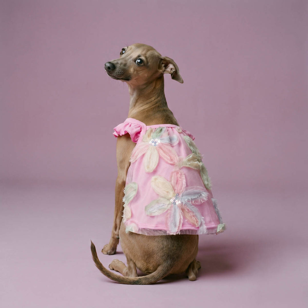 Back view of dog wearing a pink floral dress for dogs in a purple background