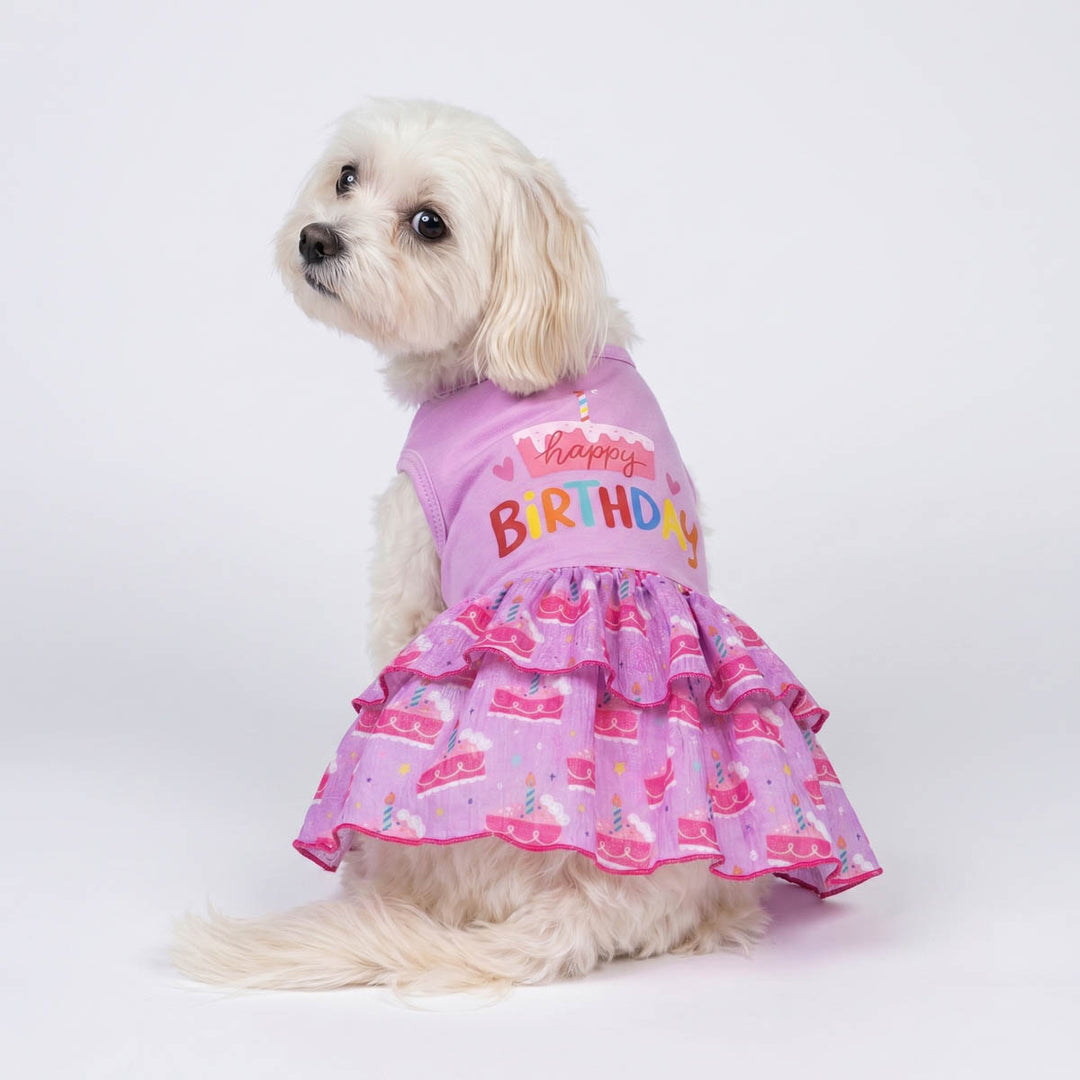 Small dog looks back in a purple dog birthday dress in 'Happy Birthday' lettering and cake prints