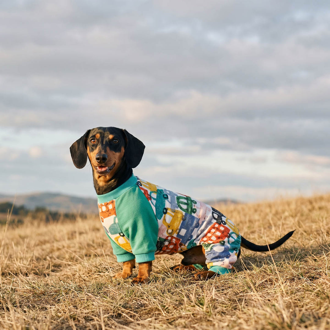 Dachshund sitting on grass and wearing a cute color block dog pajamas in colorful car prints