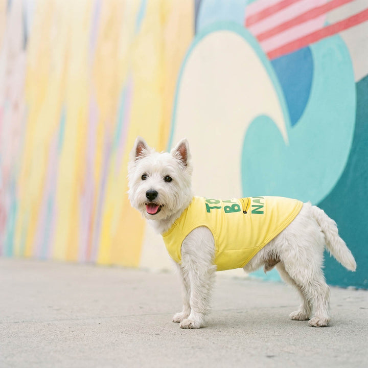 Westie standing outdoor in a breathable shirt for dogs with banana print and 'Top Banana' lettering