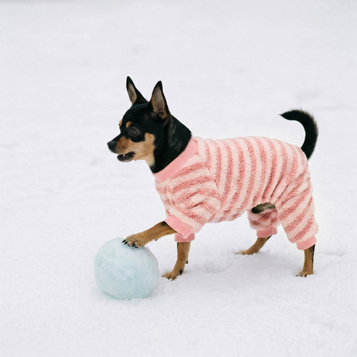 Chihuahua walking on the snow in a fluffy dog striped pjs