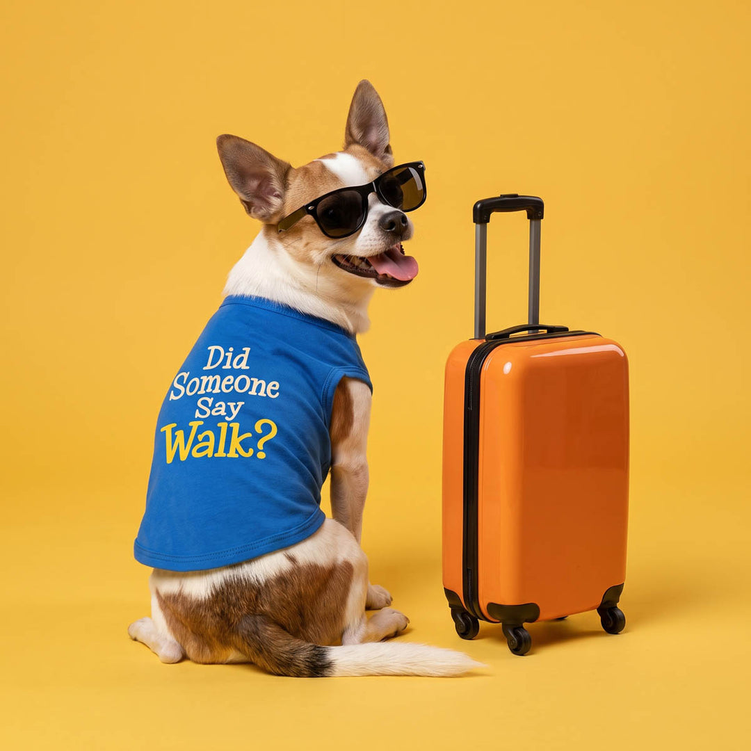 Small brown and white dog wearing black sunglasses and a blue dog tshirt with the text 'Did Someone Say Walk?' sits next to a bright orange suitcase