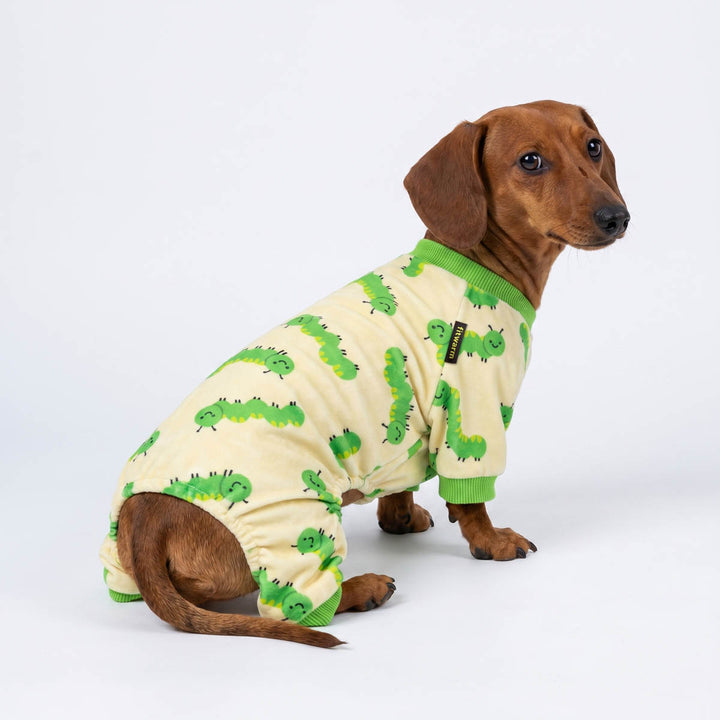 Dachshund in a funny caterpillar pajamas for dogs