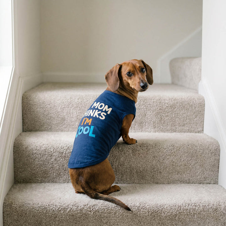 Dachshund standing on a stairs with a blue dog tank top