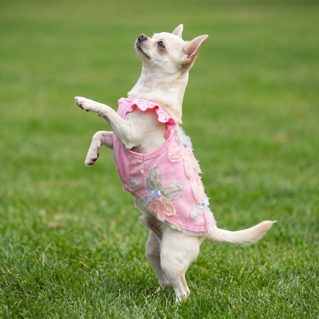Chihuahua jumping up on the grass with a pink mesh shirt for dogs
