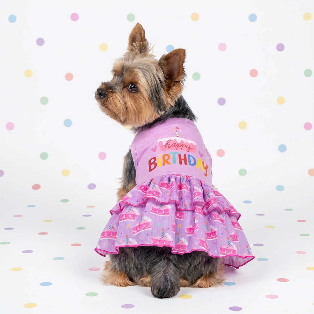 Birthday themed dog tutu worn by a small yorkie sitting on the ground