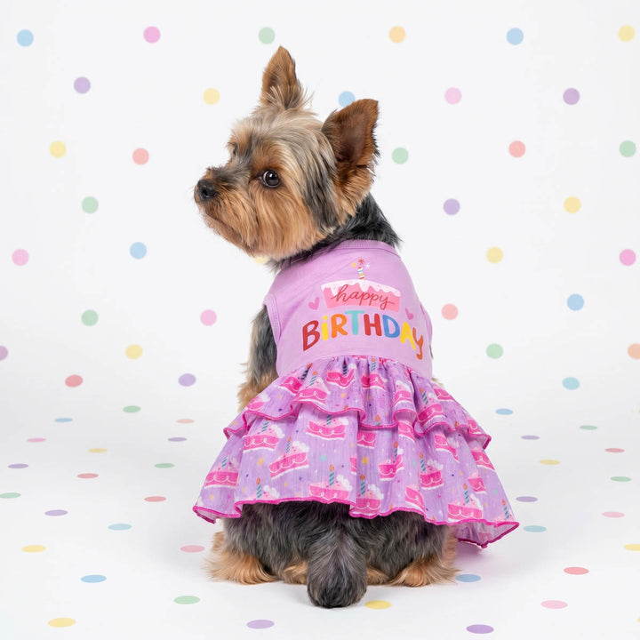 Birthday themed dog tutu worn by a small yorkie sitting on the ground