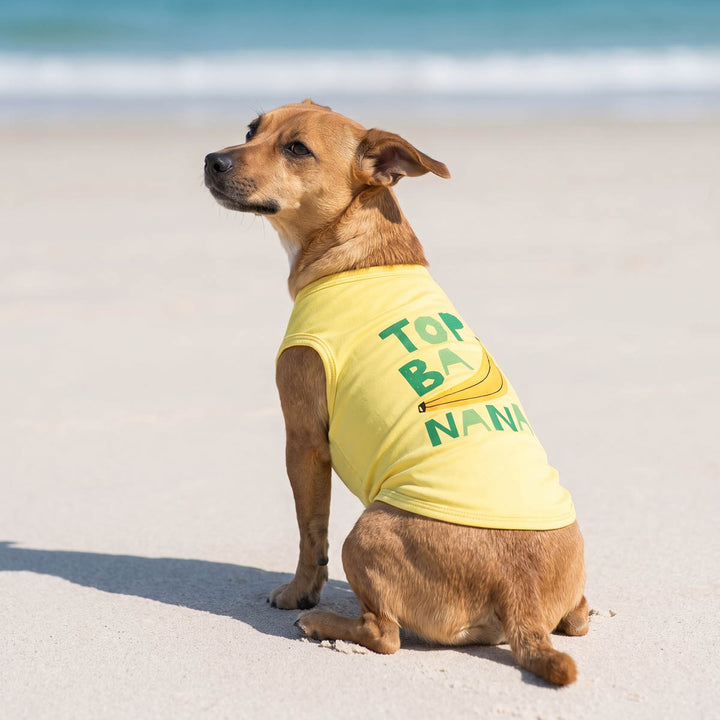 Small dog sitting on the beach with banana themed dog tshirt