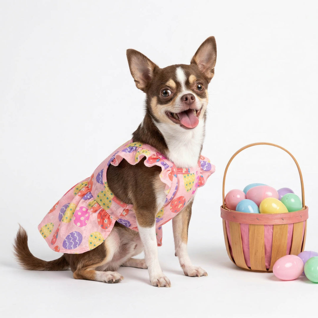 Smiling Chihuahua sitting beside a basket of Easter eggs with ruffle dog Easter dress