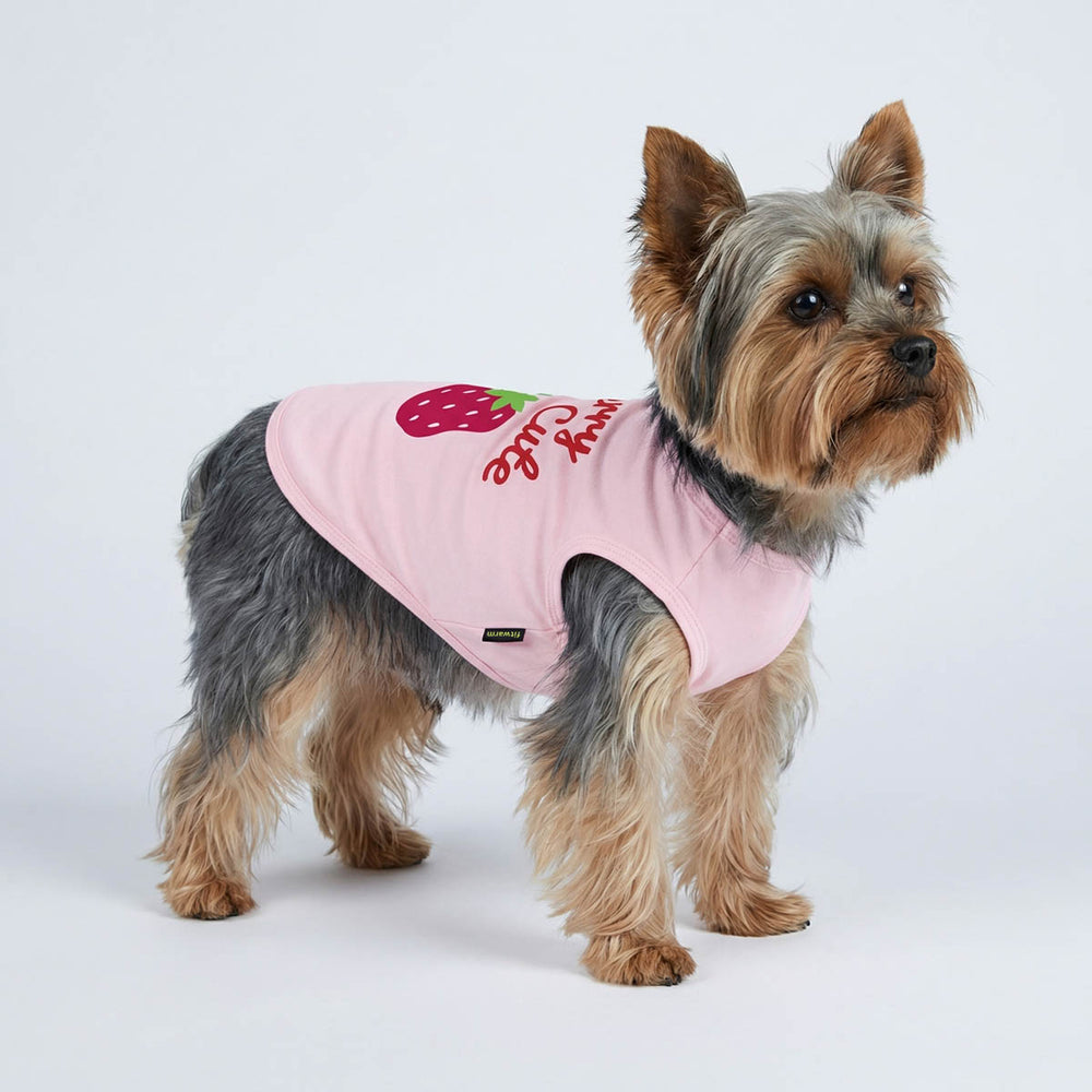 Yorkie wearing an adorable dog tank top with strawberry print