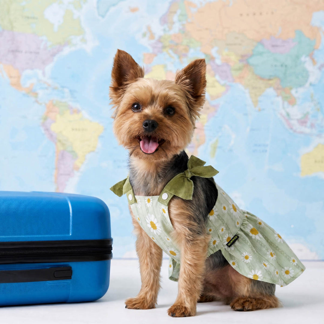 Yorkie wearing a green dog dress with daisy prints in a world map background