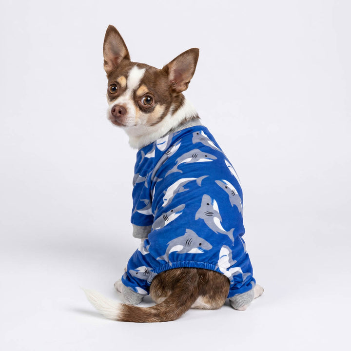 Chihuahua looks back in a shark print dog pjs