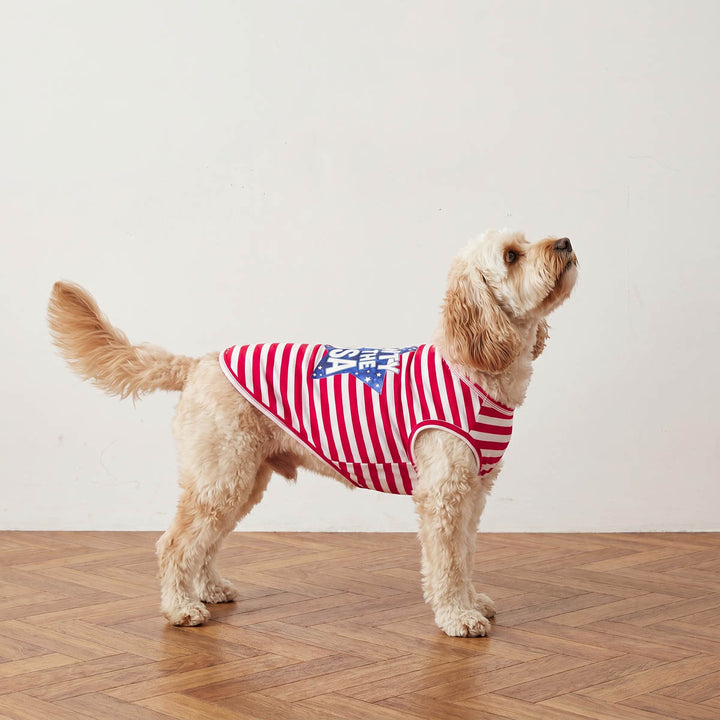 Dog wearing a red and white striped shirt for dogs on a wooden floor.