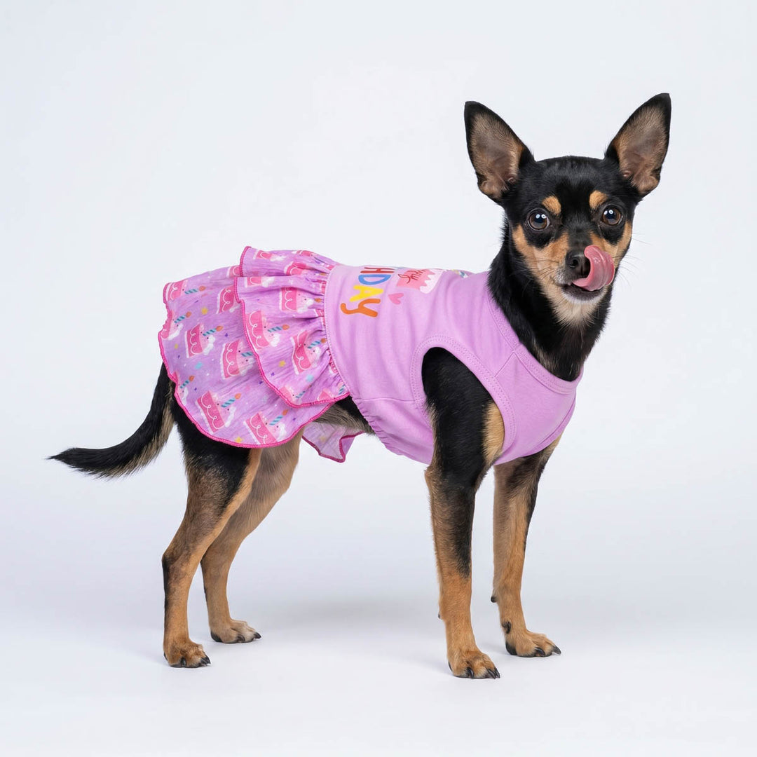 Chihuahua wearing a tiered dog dress in birthday themed print and lettering on a white background