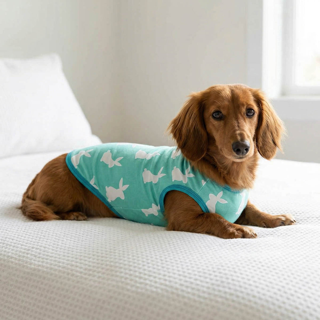 Dachshund wearing an Easter bunny dog tank top and lying on a bed