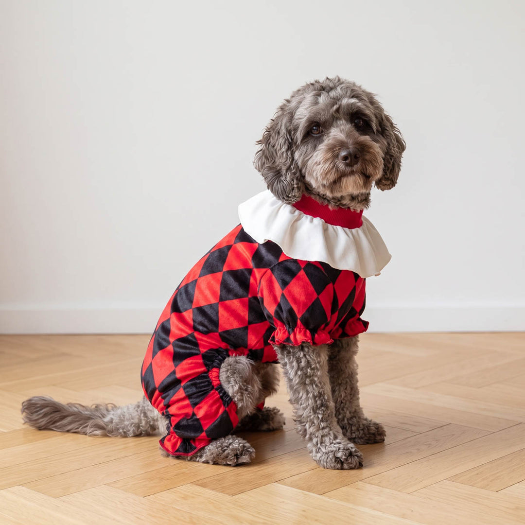 Small gray dog wearing a red and black harlequin patterned pet dress with a white ruffled collar, sitting on a light wood floor against a plain white wall