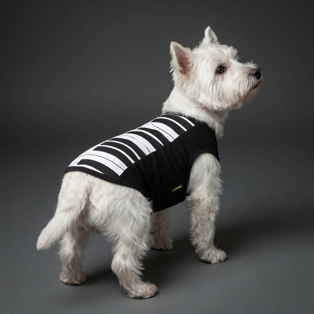Small white dog wearing a black dog tank top with bold piano prints, standing against a dark gray studio background