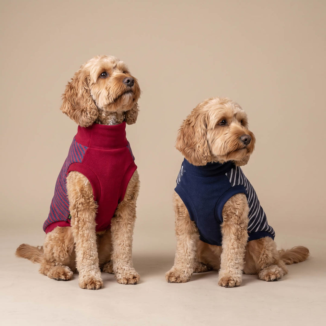Two small dogs sitting side by side wearing dog winter sweaters. The dog on the left wears a burgundy sweater with purple stripes, and the dog on the right wears a navy blue sweater with white stripes