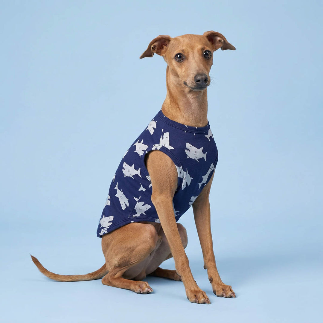 Italian Greyhound sitting with a summer shirt for dogs in a blue background