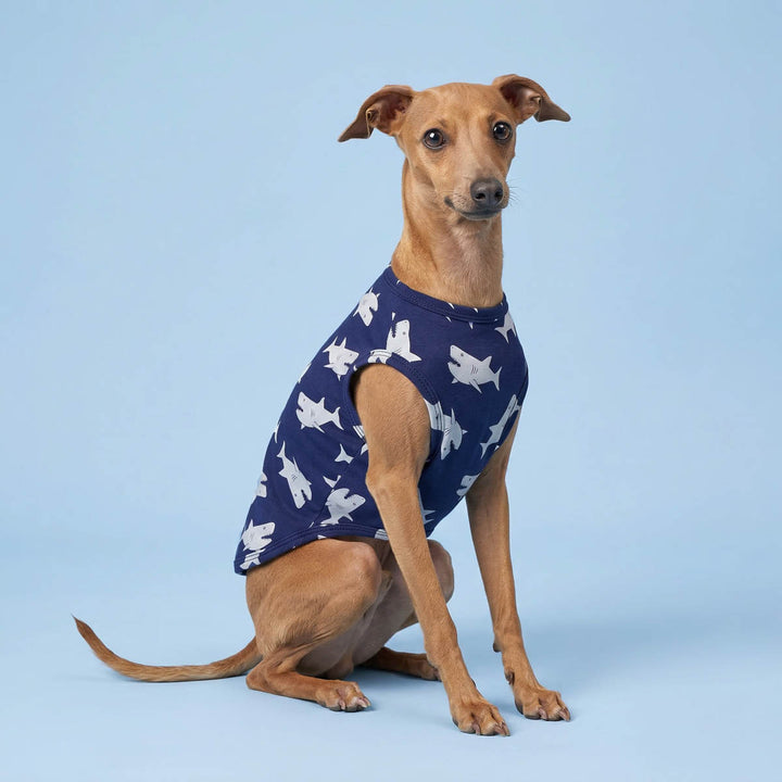 Italian Greyhound sitting with a summer shirt for dogs in a blue background