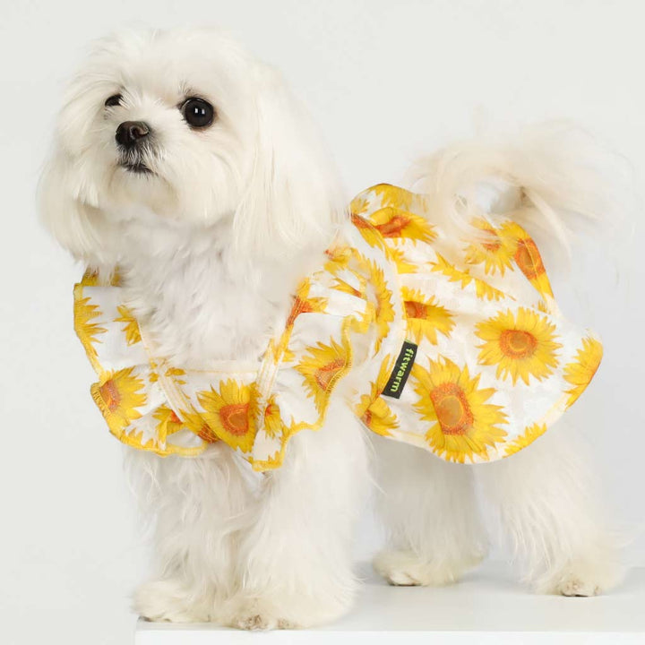 Maltese in a Dog Dress with Sunflower Prints - Fitwarm Dog Clothes